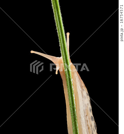 Gaze of slug 16754571