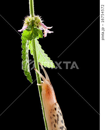 Climbing slug 16754572