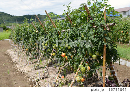 懐かしい風景 懐かしい風景 16755045