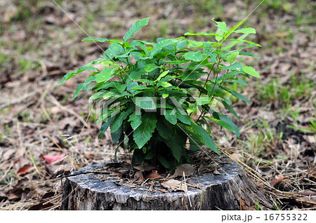 クヌギの若木 16755322