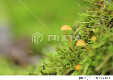 ヒナノヒガサ 16755383