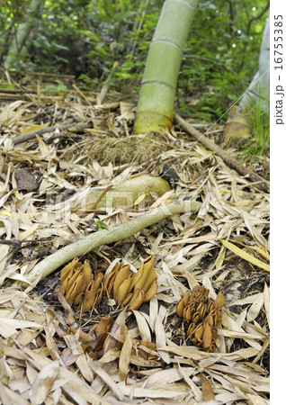 ミミブサタケ 16755385