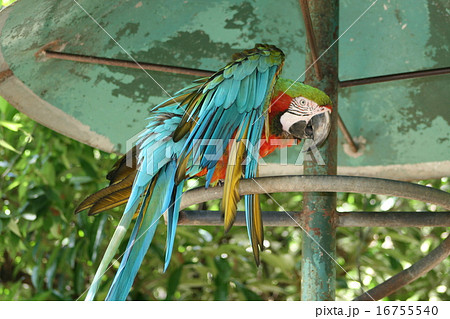 派手な鳥の写真素材