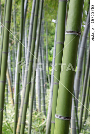 真竹 16755768