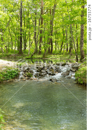 新緑の渓流と森 16755774