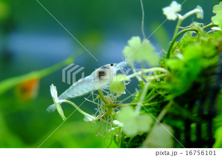 ミナミヌマエビ（乳白色個体） 16756101