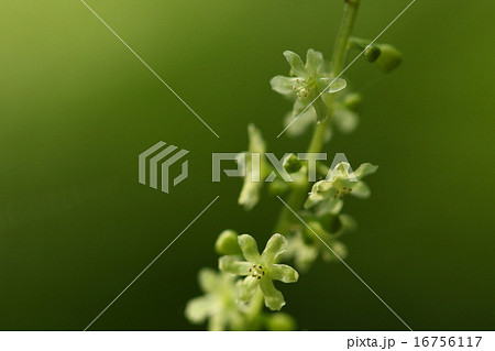 自然　植物　オニドコロ、雌雄異株の植物。これは雄株に咲く雄花です 16756117