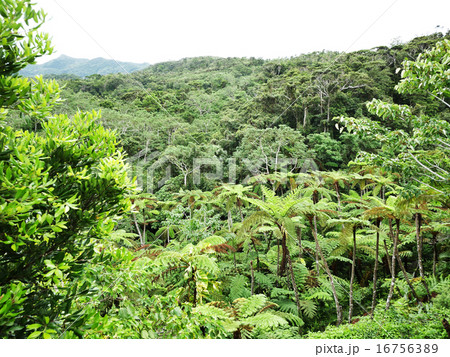 沖縄の原生林 16756389