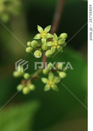 自然　植物　ノブドウ、雄しべと花弁はすぐに落ちてしまい花盤だけが残ります 16756804