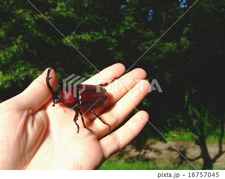 カブトムシ ( 2015年 愛知県名古屋市 ) カブトムシ ( 2015年 愛知県名古屋市 ) 16757045