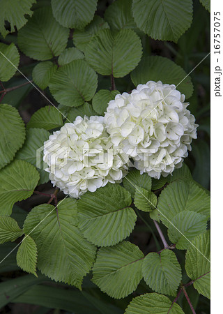 オオデマリ オオデマリ 16757075