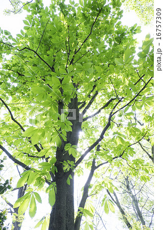 トチノキ 16757309