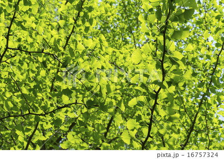 イチョウ イチョウ 16757324