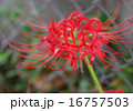 彼岸花 16757503