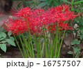 彼岸花 16757507