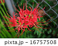 彼岸花 16757508