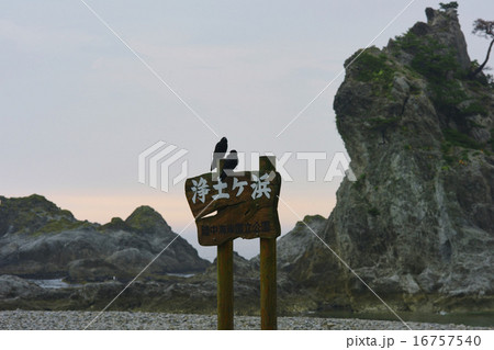 早朝の浄土ヶ浜、表示板とカラス 16757540