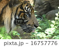 虎 16757776