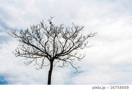 cloudy sky and one tree silhouette 16758089