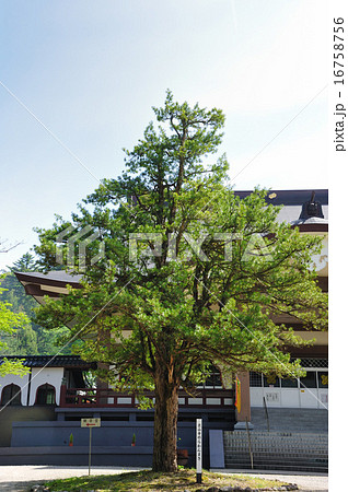 ラカンマキ ラカンマキ 16758756