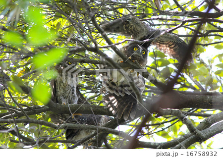 アオバズク 雛 16758932