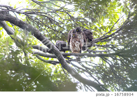 アオバズク 親子 16758934