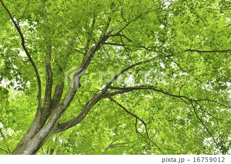 新緑のぶな林 16759012