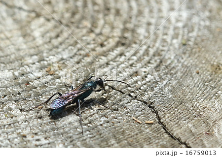 生き物　昆虫　ルリジガバチ、瑠璃色の金属光沢が美しいスマートなハチ。ヒメグモ等を幼虫の餌にします 16759013