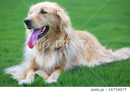 芝生の犬 芝生の犬 16759077