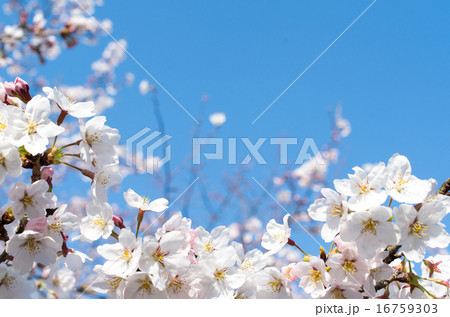 青空と桜 16759303