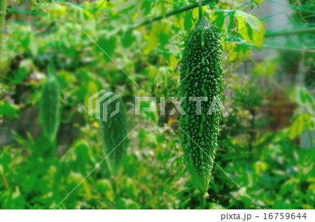 ゴーヤー 16759644