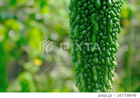 ゴーヤー 16759646