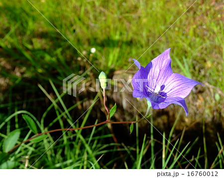 自生するキキョウの花 16760012
