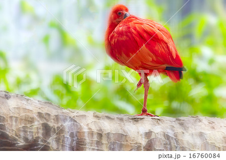 Oriental Red stork. Oriental Red stork. 16760084