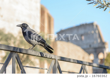 Crow in Rome 16760362