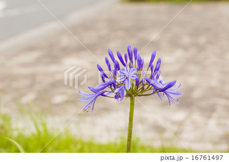 アバガンサス アバガンサス 16761497