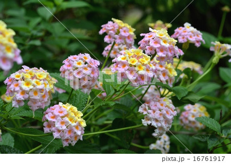 ランタナ 16761917