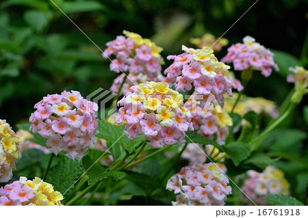 ランタナ 16761918