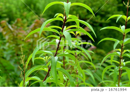 レモンバーベナ レモンバーベナ 16761994