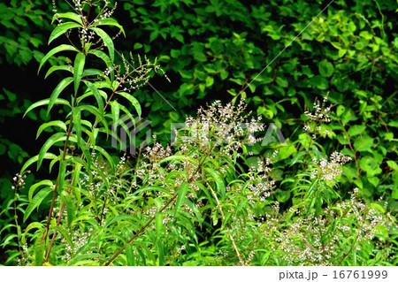 レモンバーベナ レモンバーベナ 16761999