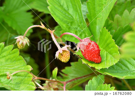 ワイルド・ストロベリー 16762080