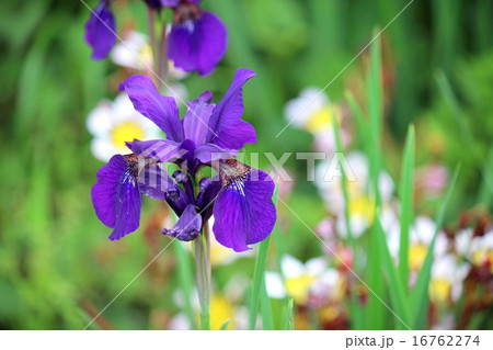 アヤメ 16762274