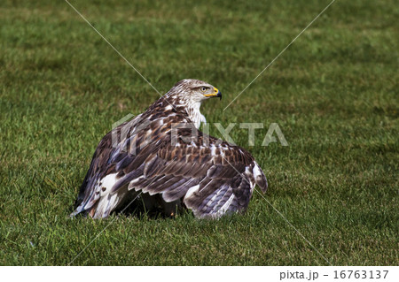 Ferriginous Hawk mantling on the ground 16763137