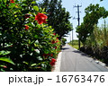 石垣島白保の歩道2 16763476