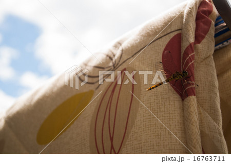 青空とトンボ 青空とトンボ 16763711