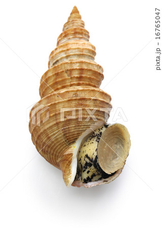 灯台つぶ貝の写真素材