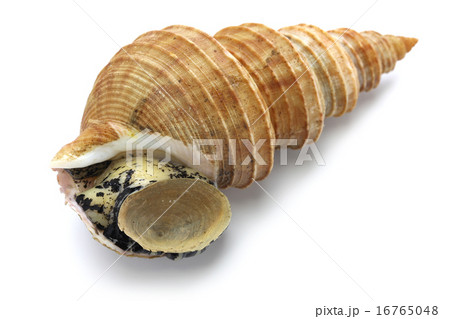 灯台つぶ貝 16765048