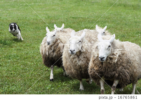 羊の群れ 16765861