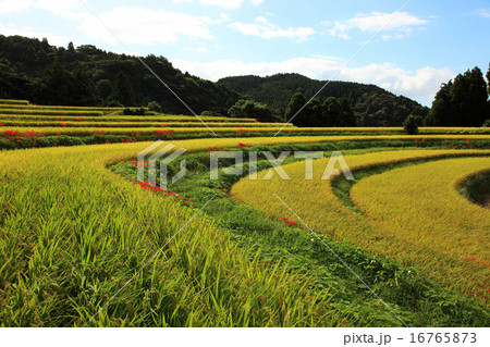 秋の佐賀県小城市江里山の棚田 秋の佐賀県小城市江里山の棚田 16765873
