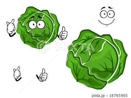 Isolated cartoon green cabbage vegetable Isolated cartoon green cabbage vegetable 16765905
